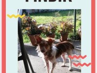 KÖPEĞİMİZ FINDIK KAYIP