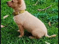 Minyatür pinscher