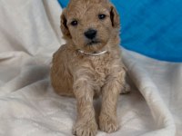 Maltipoo Yavrularımız