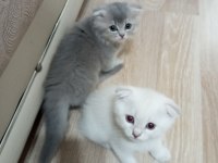 Scottish fold yavrularımız