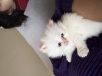 British longhair yavrularımı sahiplendiriyorum