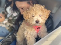 ANKARA ÇİPLİ AŞILI KALİTELİ MALTİPOO YAVRU