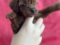 Safkan Kore poodle yavrular