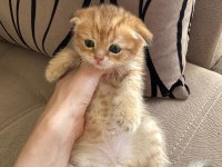 Scottish fold kedisi