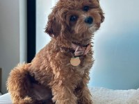 Nadir Renk ve Anatomide Soy Şecereli Cavapoo