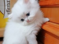 Safkan Harika Kedim