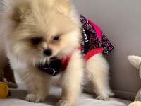 Orjinal ırk garantili pomeranian boo Antalya
