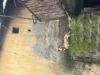 Köpeğimiz Hastasına