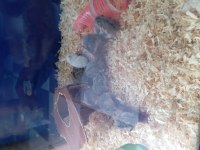 Yavru hamster