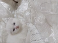Scottish fold kar beyazı mavişler