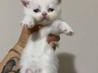 KEDİLERİMİZ YENİ YUVALARINI ARIYORLAR