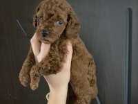 Toy poodle yavrularim orijinal ev üretimi