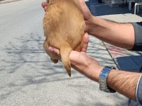 A+ Amerikan Cocker yavrumuz