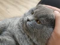 1 Yaşında Erkek Eğitimli Safkan Scottish Fold