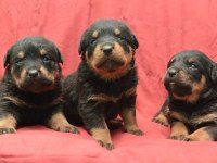 A Kaliteli Rottweiler Yavrularımız