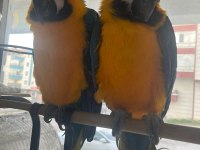 6 ile 10 aylık macaw papağanı