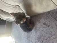 Safkan yorkshire terrier