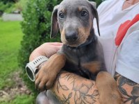 Afacan Doberman bebekler kapıda ödeme mevcuttur