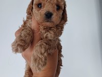 Ultra kalite redbrown toy poodle yavrularımız