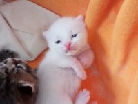 British shorthair yavrularımızı sahiplendiriyoruz