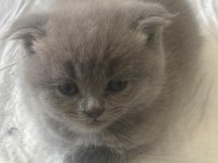 British shorthair 45 günlük yavrular
