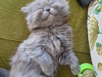 Hazır british longhair yavrular