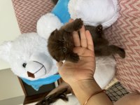 Sıfır kulak çikolata mavi göz scottish fold