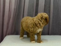 Poodle Ayarında Maltipoo 