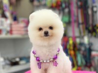Pomeranian bebekleri