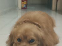 Golden retriever iyi niyetli birine sahiplensin