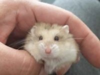 Çok tatlı hamster yavruları