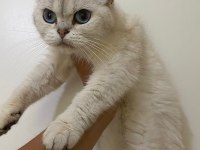 British Shorthair Silver Kızanı Yakın