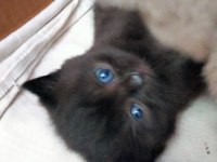 British shorthair yavrumuz