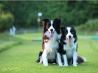 Ruhsatli Çiflikten Özel Border Collie Yavruları