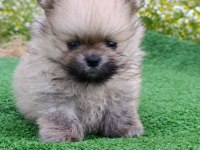 Pomeranian Yavrumuz