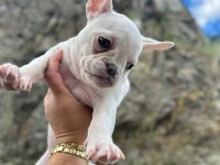 Irkının En Özeli Kar Beyaz Mavi Göz Dişi French Bulldog
