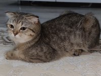 Ücretsiz scottish fold