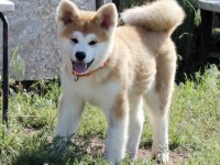 Japon Akita Köpeği