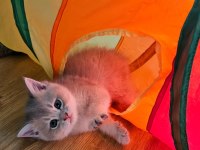 Dünya Güzeli Golden Ay11 Erkek British Shorthair