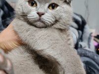 Scottish Fold Dişi 4 Aylık