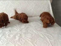 IRK VE SAĞLIK GARANTİ TOY POODLE YAVRULARIMIZ