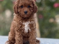 Korea kan toy poodle bebekler