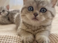 British Shorthair Yavrular