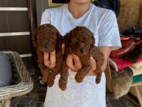 Çok tatlı Kore toy poodle yavrularımız