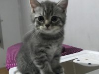 British Shorthair Kediler