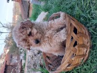 MALTİPOO YAVRULARIMIZ