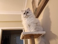 British Longhair Oğlumu Sahiplendireceğim