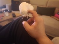 Sevgi pıtırcığı sultan papağanı