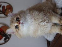 British longhair erkek kedimiz