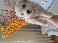 Maltese terrier yavrusu